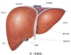 肝脏是否有病变 一看皮肤便知